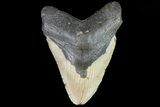 Bargain, Megalodon Tooth - North Carolina #82908-1